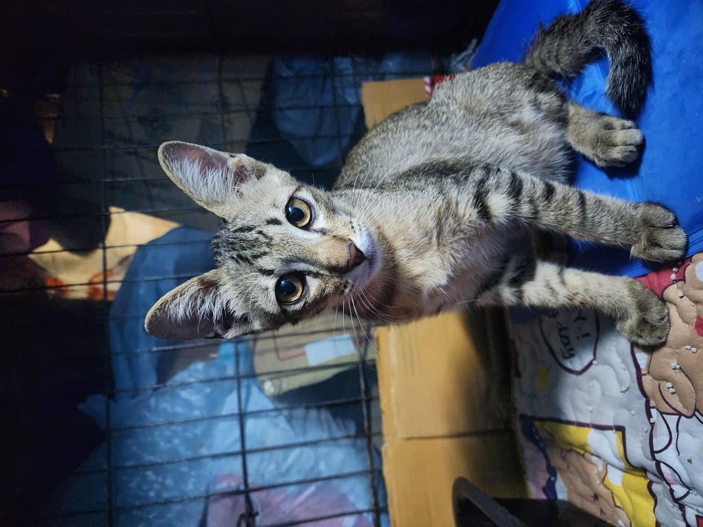 ตามหาเจ้าของแมว อายุประมาน2เดือน หางงอเล็กน้อย หาผู้รับเลี้ยงมีที่ให้วิ่งเล่นจะดีมากค่ะ น้องค่อนข้างขี้อ้อน