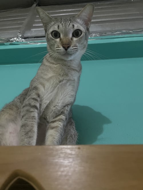 ลูลา