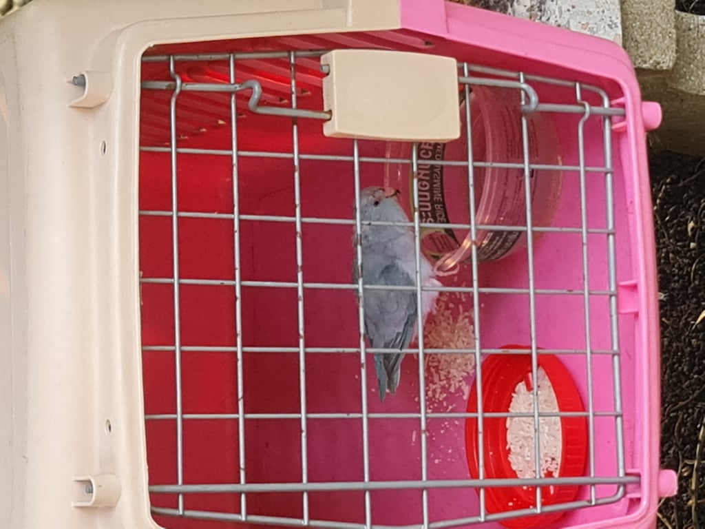 ตามหาเจ้าของนก 