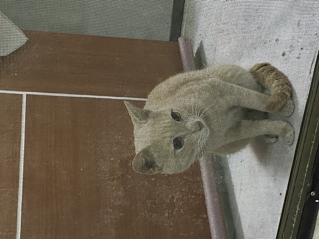 ตามหาเจ้าของแมว 