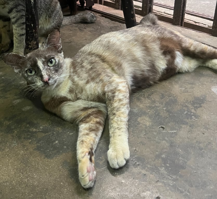 ลาเต้