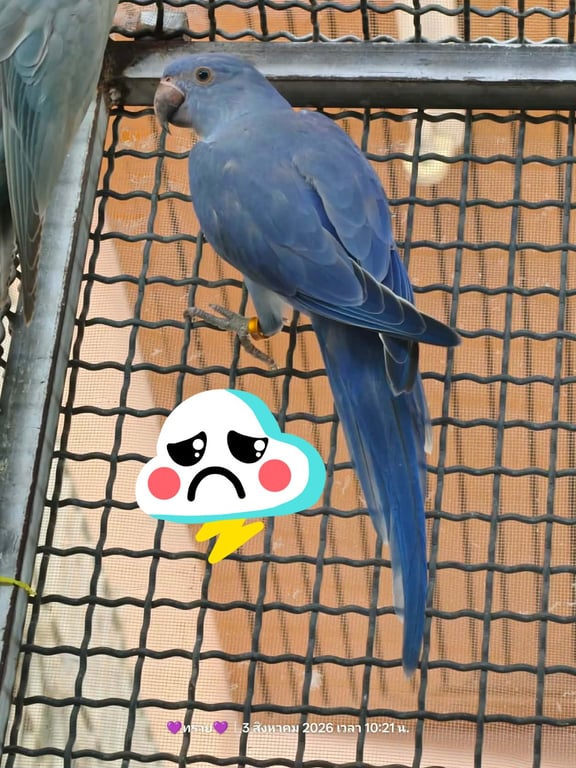 องุ่น