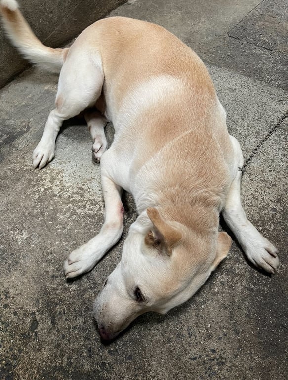 โอโม่