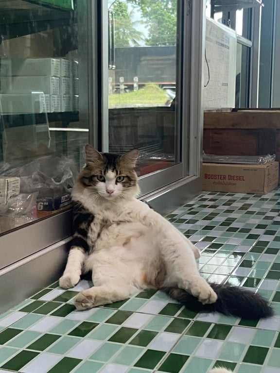มาเฟีย