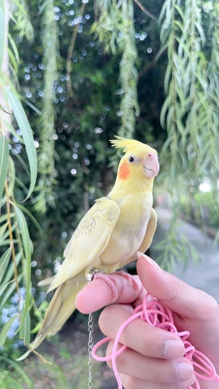 ออกัส