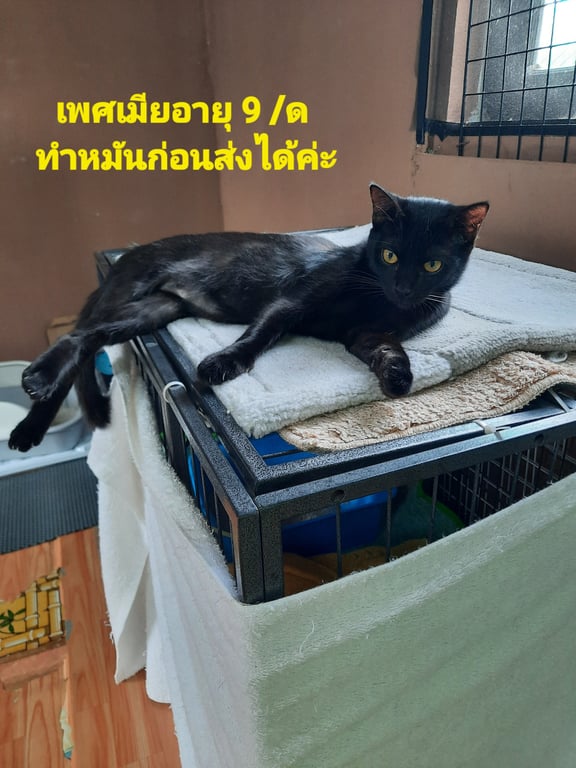 ตามหาเจ้าของแมว น้องแมวเพศเมียอายุ9เดือนยังไม่ได้ทำวัคซีนถูกทิ้งตั้งแต่เล็ก เราส่งถึงบ้านและทำหมันก่อนส่งค่ะ อยู่อ่อนนุช35 ติดต่อ ผึ้ง 0873635195 คนโพสทำงานประจำค่ะถ้าไม่รับสายจะโทรกลับคะ