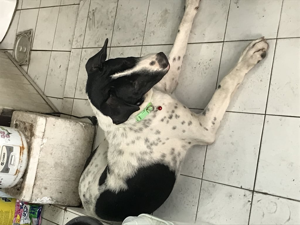 ตามหาเจ้าของหมา สูงเพรียว