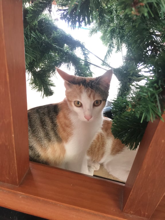 ตามหาเจ้าของแมว ต้องหาบ้านใหม่น้อง เพราะแม่แมว มาคลอดลูกที่บ้าน