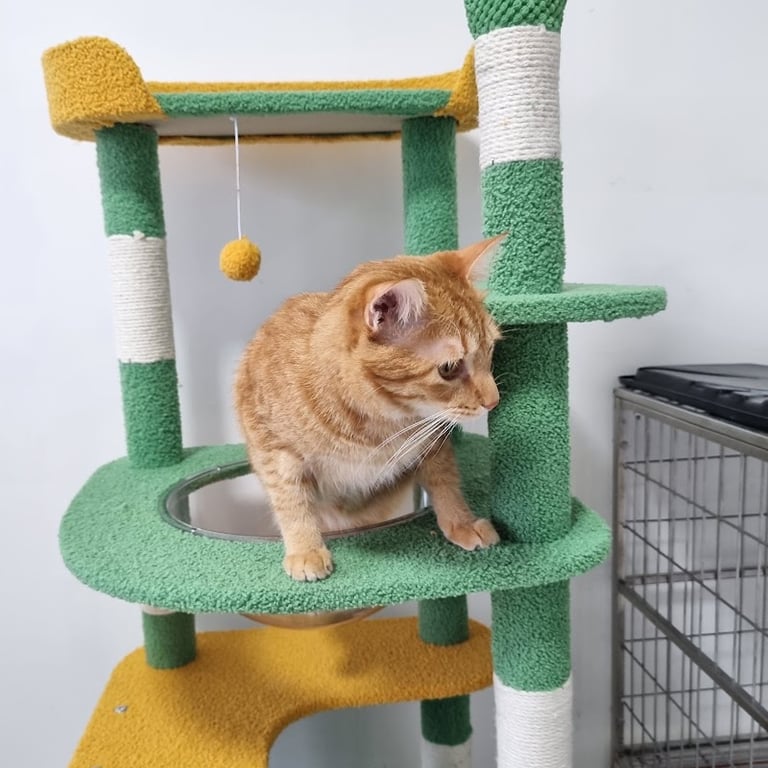 คลินิกรักษาสัตว์ลิพอน (LIPHON ANIMAL CLINIC)