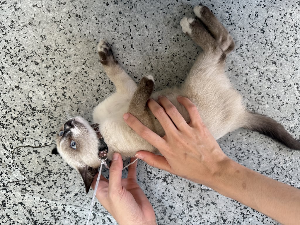 ตามหาเจ้าของแมว พบที่บริษัทมอนดิ ต.บางปลา อ.บางพลี  อายุประมาณ2เดือน