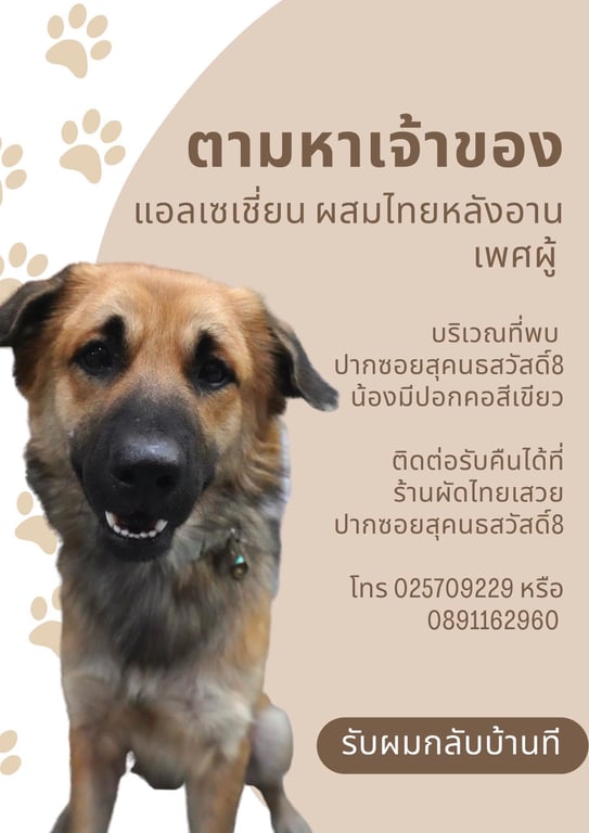 ตามหาเจ้าของหมา ไทยหลังอานผสมอาเซเชียล ปากดำหน้าน้ำตาล เป็นมิตร เชื่องมากๆ
