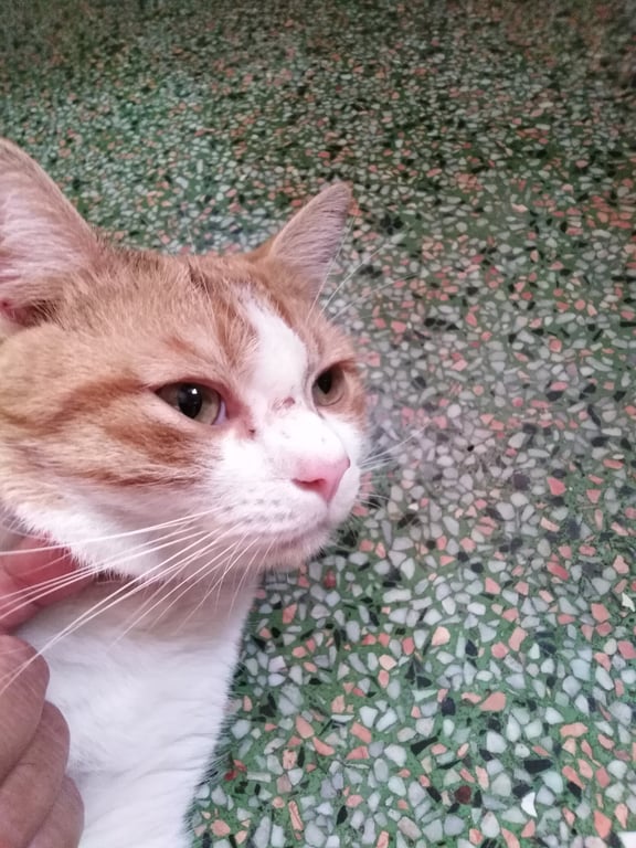 ตามหาเจ้าของแมว 