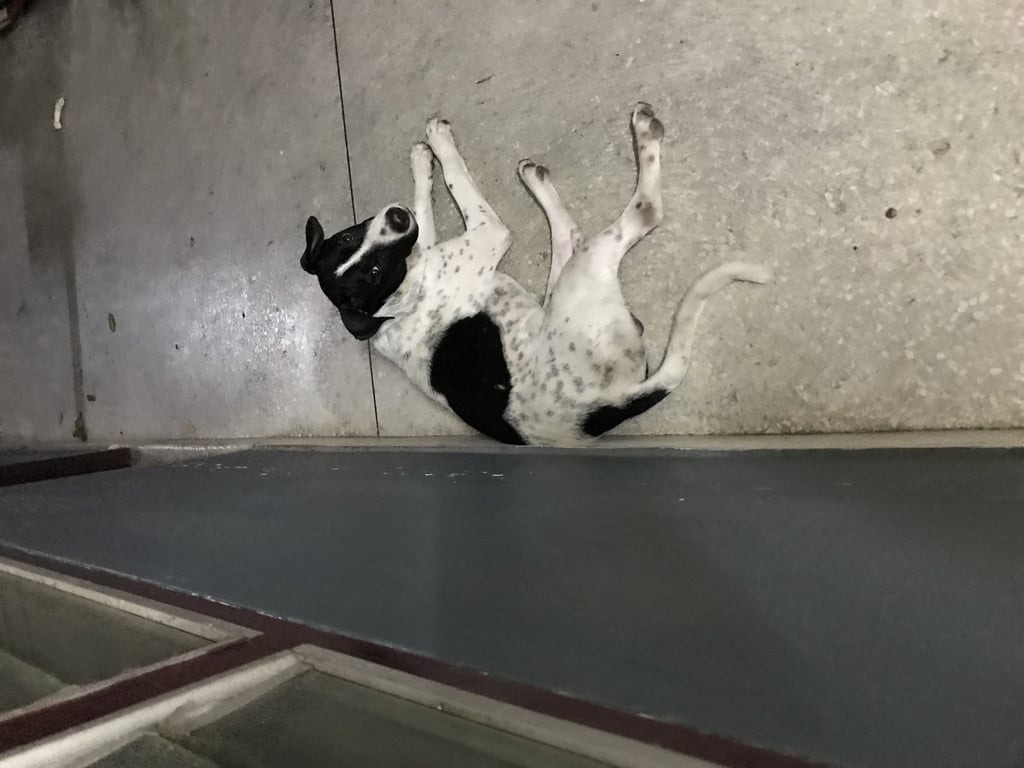 ตามหาเจ้าของหมา น้องสูงเพรียว