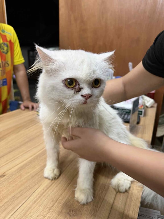 ตามหาเจ้าของแมว ขนสีขาว ตาเหลือง หางฟูตรง