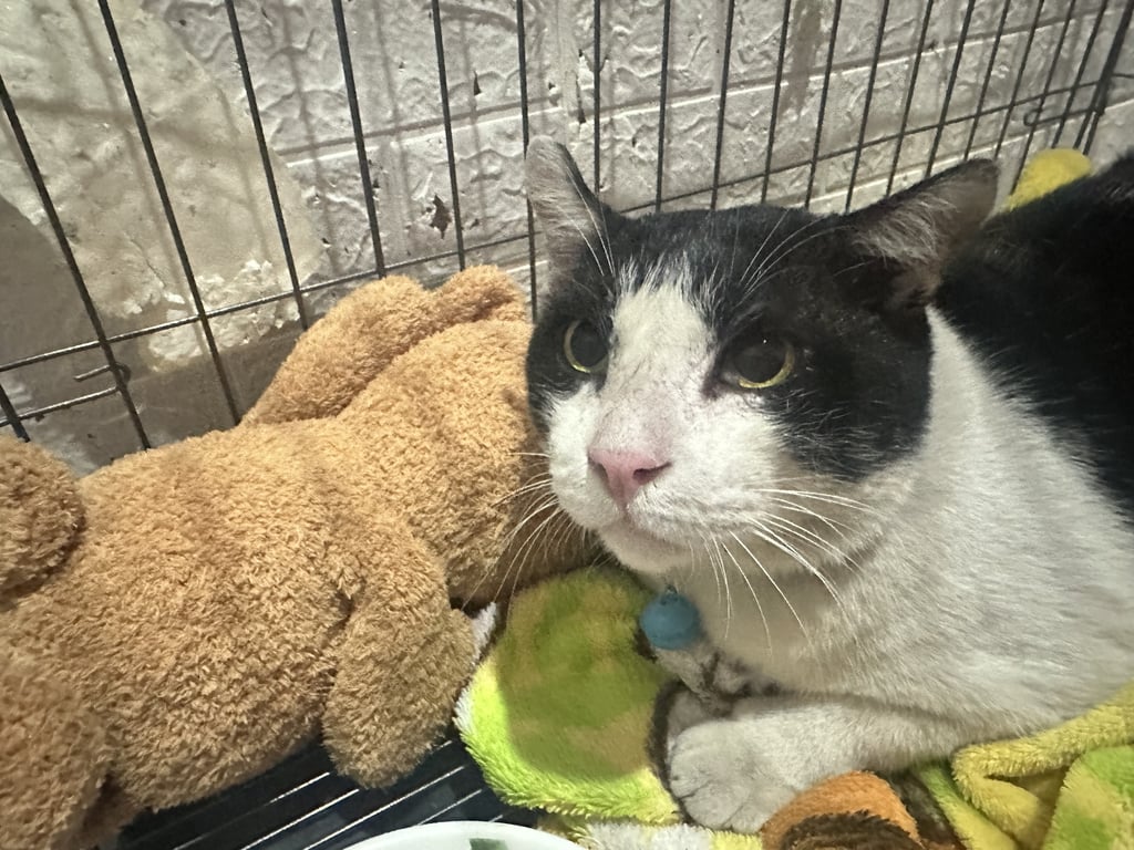 ตามหาเจ้าของแมว น้องอ้วน ไม่กลัวคน