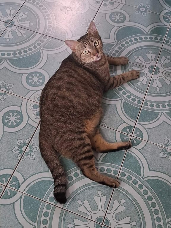 เทนนิส