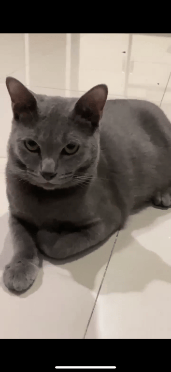 มาเฟีย