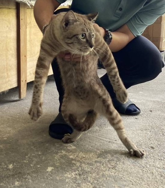 ตามหาเจ้าของแมว 