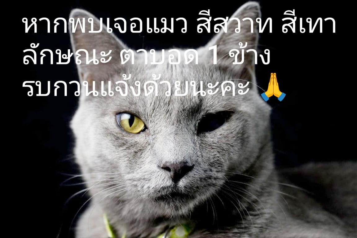เปี๊ยก