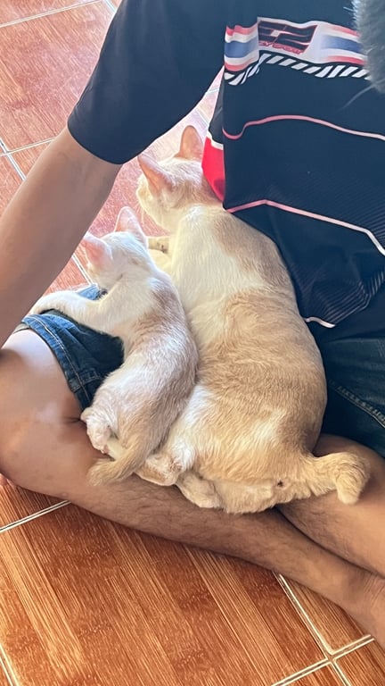 กังฟู