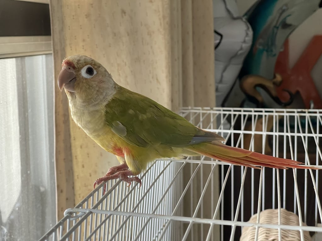 ตามหาเจ้าของนก ใกล้จมูกขนเป็นสีแดง