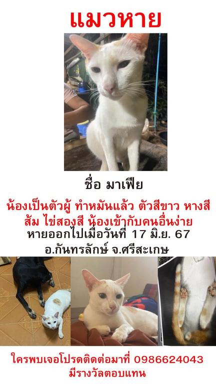 มาเฟีย