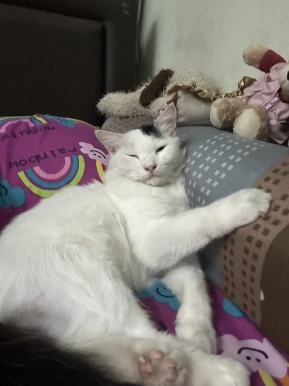 น้องบ๊องแบง