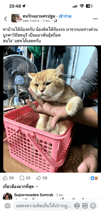 ตามหาเจ้าของแมว 