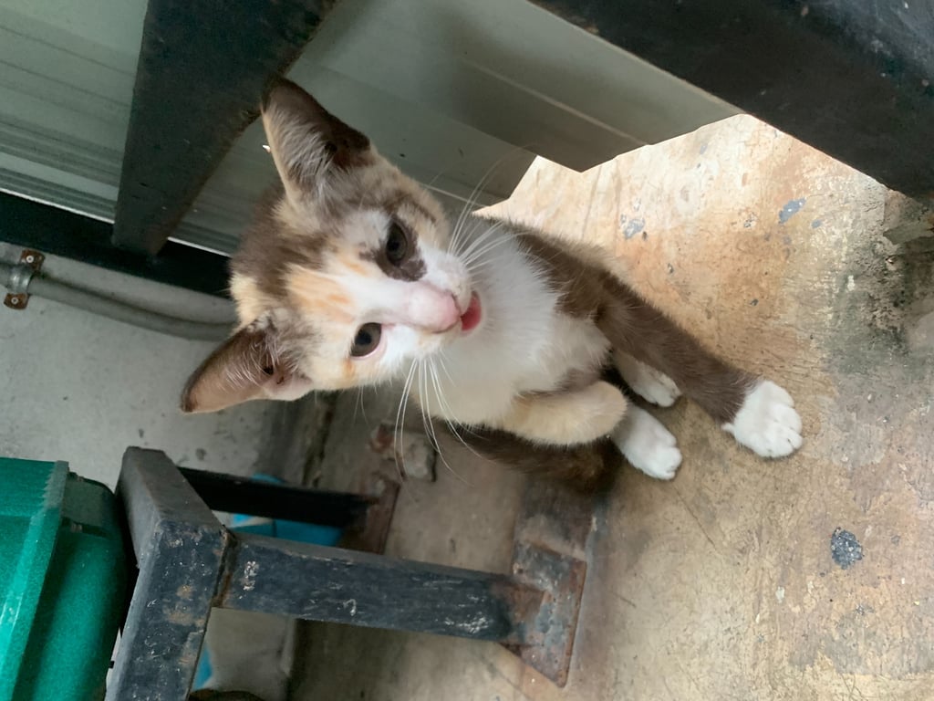 ตามหาเจ้าของแมว มีคนเอาน้องมาปล่อยในปั้มพนักงานในปั้มเห็นน้องเลยช่วยเหลือน้องไว้ชั่วคราวค่ะล่าสุดตอนนี้ช่วยเหลือน้องให้อาหารและที่พักชั่วครวค่ะ อยากหาคนใจบุญช่วยรับเลี้ยงน้องค่ะ  แม่1ลูก2ต้องเอาไปพร้อมกันค่ะ น้องรักลูกมากลูกหายจะร้องหาตลอด