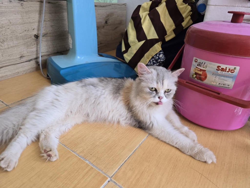 ตามหาเจ้าของแมว ขนฟูยาว สีขาวปนสมนิดๆ มีเทานิดๆ