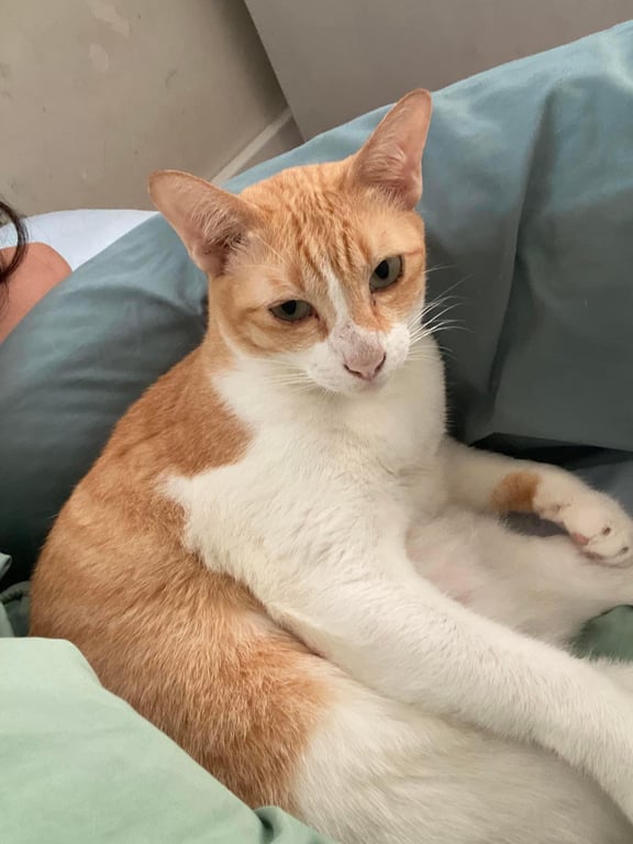 มินนี่