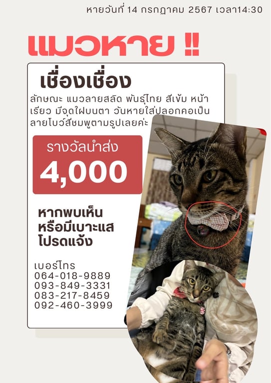 เชื่องเชื่อง