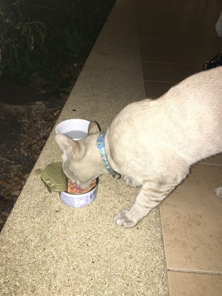 ตามหาเจ้าของแมว แมวโต เหมือนติดสัตว์ สีเทาสลิดขาวๆ ครีมๆ