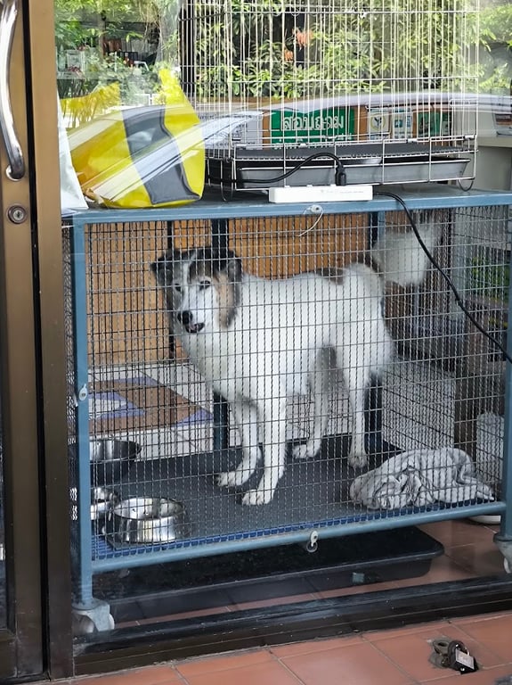 ษกรสัตวแพทย์ (Sakorn Veterinary Clinic)