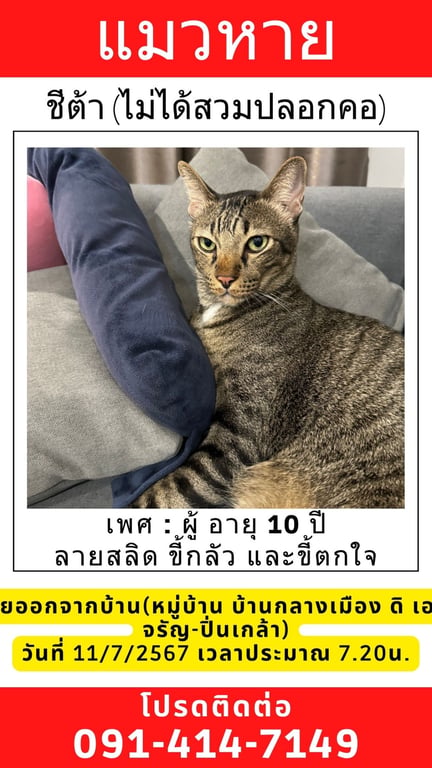 ชีต้าร์