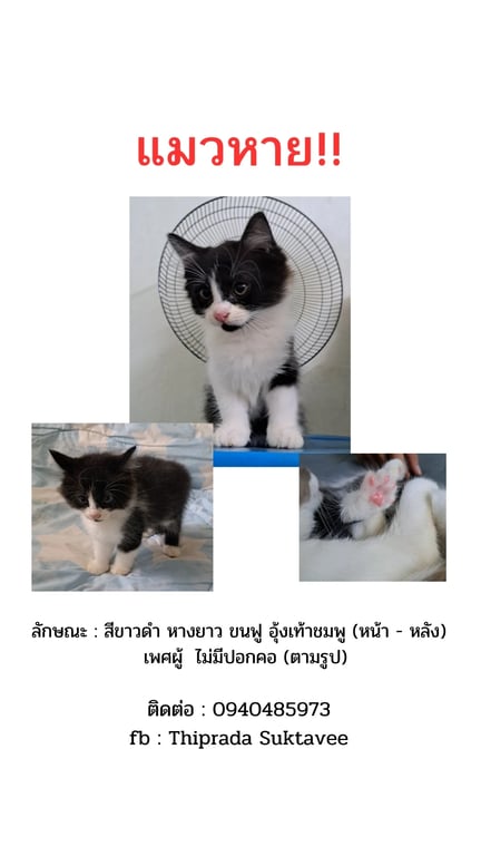 แม็กกี้