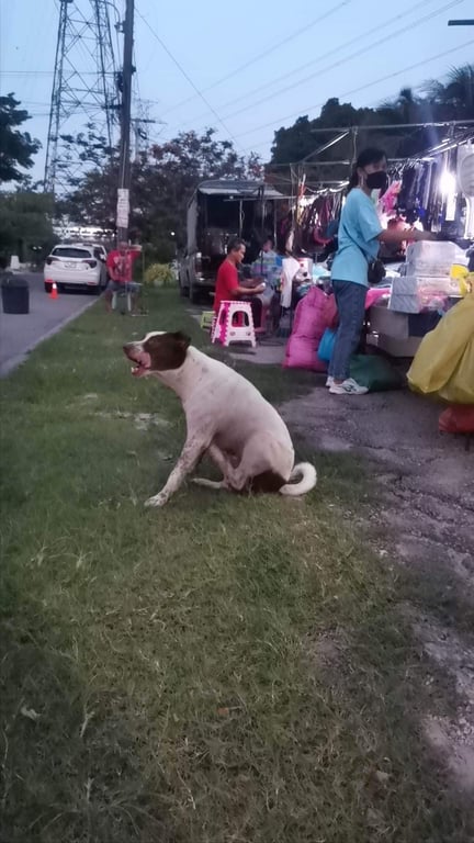 ตามหาเจ้าของหมา ประกาศตามเจ้าของครับ น้องเป็นเพศผู้ นิสัยขี้อ้อน ดูเชื่องกับคนมาก