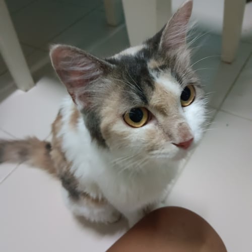 กัส