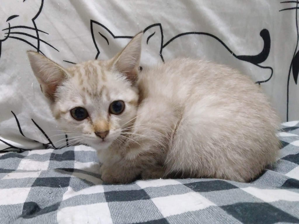 ตามหาเจ้าของแมว น้องมี3ตัวนะคะ
1.สีขาวๆครีมๆลายสลิด
2.สีดำหางตรง
3.สีดำหางน้องจะงอคล้ายรูปสายฟ้านะคะ ใต้ท้องมีสีขาว
(น้องดำ2ตัวมีติดน้ำตาลนิดนึงนะคะ)