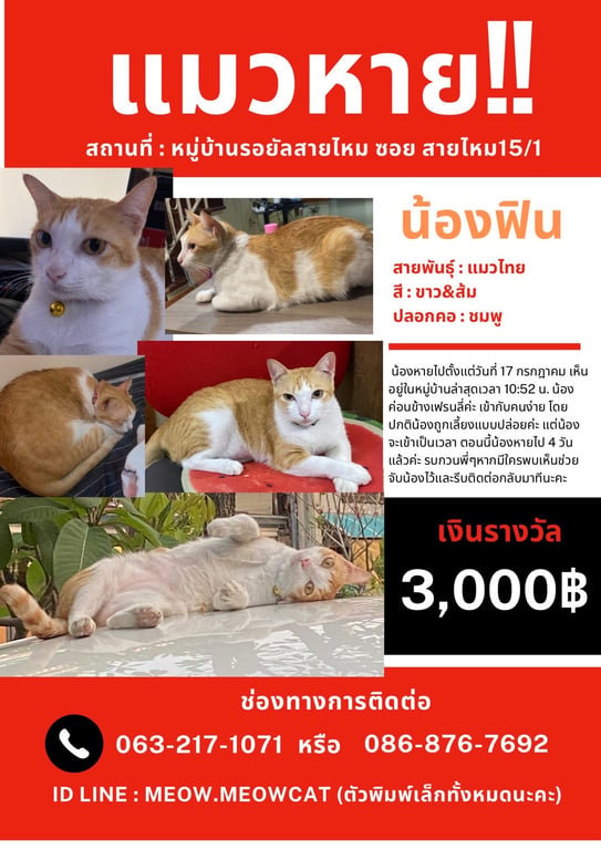 ฟิน