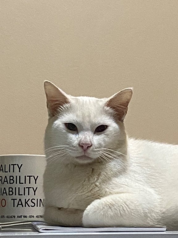 นำโชค