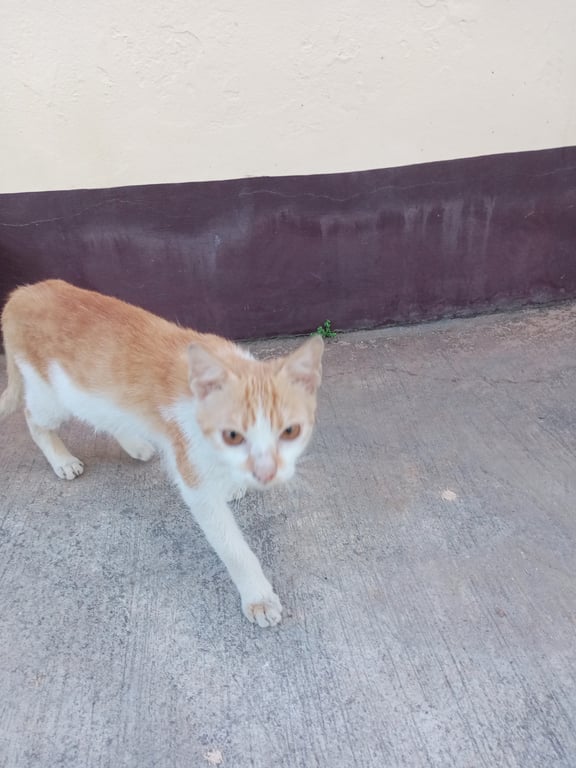 ตามหาเจ้าของแมว มีคนเอาน้องมาปล่อยทิ้งไว้