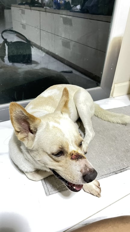 ตามหาเจ้าของหมา หนักประมาณ 10 กก
กินอาหารเม็ดแล้วจะอ้วก
กินเยอะ ติดคน ไม่เห่าเสียงดัง