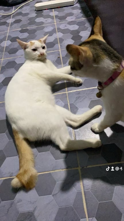 เมล