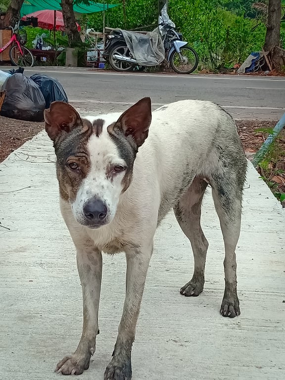 ตามหาเจ้าของหมา ❗❗ประกาศตามหาเจ้าของสุนัข❗❗ 🐶พอดีว่าพบเจอสุนัขเพศเมียสีขาวน้ำตาล ไม่แน่ใจว่าหลงทาง หรือถูกปล่อยมา ท่าทางหวาดระแวง ตื่นกลัว และหิว 📌เดินวนไปมาอยู่ที่ท่าตาเลื่อน เพชรหึงษ์ 26 ต.บางน้ำผึ้ง อ.พระประแดง จ.สมุทรปราการ  ตั้งแต่เมื่อเช้านี้ เป็นสุนัขของใครหายไปจากบ้าน ติดต่อสอบถามเข้ามาได้ที่เบอร์นี้นะครับ 👉(0803191856 )👈ขอบคุณมากครับ
#หมาหาย #ตามหาเจ้าของ 
น้องมองหาเจ้าของตลอดเวลาเลยน้ำตาไหลด้วยน้องคงคิดถึงเจ้าของมากๆเลยค่ะ