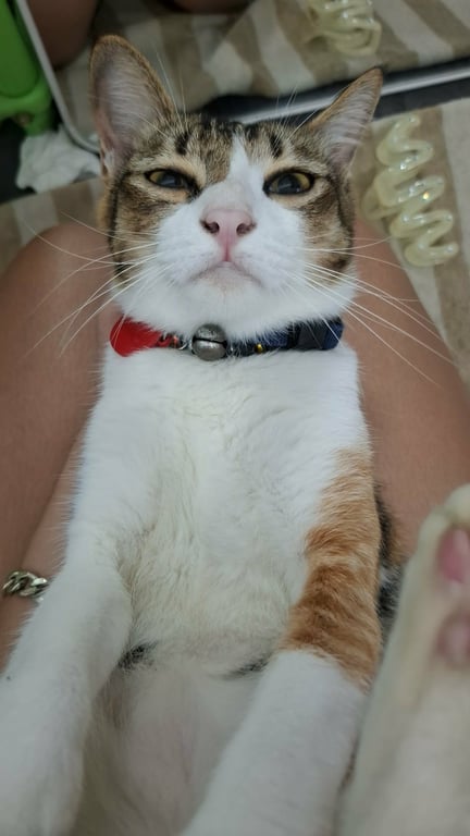 มิเรย์