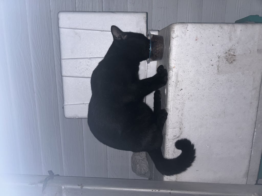 ตามหาเจ้าของแมว แมวดำตัวใหญ่ เพศผู้ ยังไม่ทำหมัน ปลายยาวหางงอ เหมือนโดนตัดหนวดหนึ่งข้าง