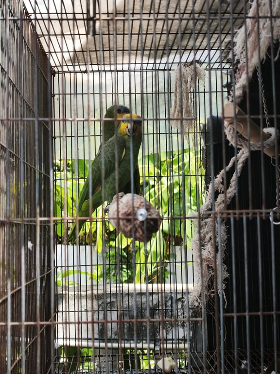 เรกเก้