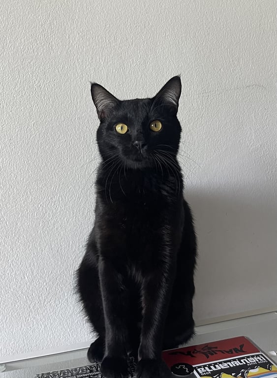 Onyx ( โอนิกซ์)