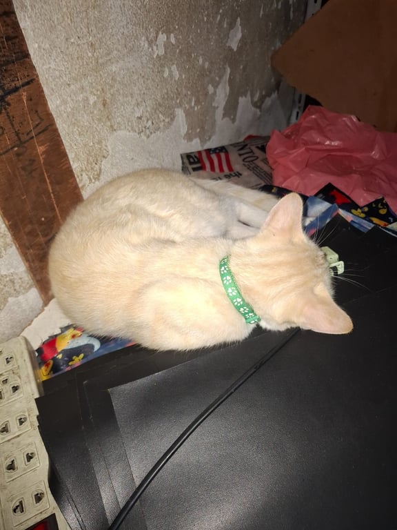 ไข่ต้ม